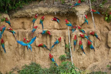 Canlı bir papağan sürüsü kil yalarken, parlak tüyleri kilin toprak tonlarına karşı çarpıcı bir kontrast oluşturuyor..