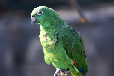 Green like the jungle, bold like the wild!  This stunning parrot blends in with the lush foliage, but its lively spirit stands out. Natures green gem. Manu National Park-Peru