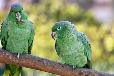 Green like the jungle, bold like the wild!  This stunning parrot blends in with the lush foliage, but its lively spirit stands out. Natures green gem. Manu National Park-Peru
