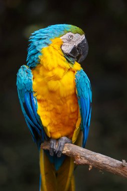 Çarpıcı mavi ve sarı makav sıcak gökyüzünün altında canlı renklerini gösteriyor. Her tüy Amazon güzelliği ve vahşi ruhunun hikayesini anlatır. Manu Ulusal Parkı-Peru