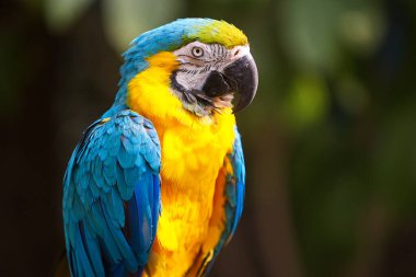 Çarpıcı mavi ve sarı makav sıcak gökyüzünün altında canlı renklerini gösteriyor. Her tüy Amazon güzelliği ve vahşi ruhunun hikayesini anlatır. Manu Ulusal Parkı-Peru