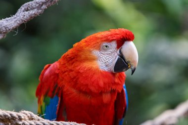 The Scarlet Macaw lights up the rainforest with its bold colors and playful spirit. Natures palette at its finest. Manu National Park-Peru