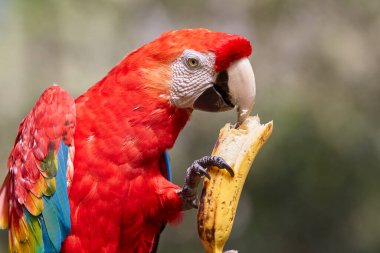 The Scarlet Macaw lights up the rainforest with its bold colors and playful spirit. Natures palette at its finest. Manu National Park-Peru