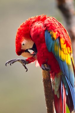 The Scarlet Macaw lights up the rainforest with its bold colors and playful spirit. Natures palette at its finest. Manu National Park-Peru