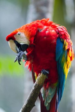 The Scarlet Macaw lights up the rainforest with its bold colors and playful spirit. Natures palette at its finest. Manu National Park-Peru