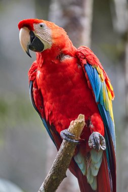 The Scarlet Macaw lights up the rainforest with its bold colors and playful spirit. Natures palette at its finest. Manu National Park-Peru