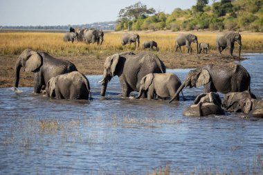 Witness the awe-inspiring beauty of elephants roaming freely in their natural habitat at Chobe National Park. This sanctuary is home to one of the largest elephant populations in Africa, where these gentle giants thrive amidst stunning landscapes