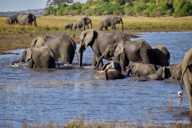 Witness the awe-inspiring beauty of elephants roaming freely in their natural habitat at Chobe National Park. This sanctuary is home to one of the largest elephant populations in Africa, where these gentle giants thrive amidst stunning landscapes