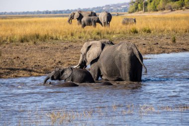 Witness the awe-inspiring beauty of elephants roaming freely in their natural habitat at Chobe National Park. This sanctuary is home to one of the largest elephant populations in Africa, where these gentle giants thrive amidst stunning landscapes