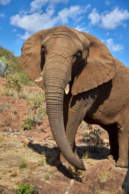 Witness the awe-inspiring beauty of elephants roaming freely in their natural habitat at Chobe National Park. This sanctuary is home to one of the largest elephant populations in Africa, where these gentle giants thrive amidst stunning landscapes