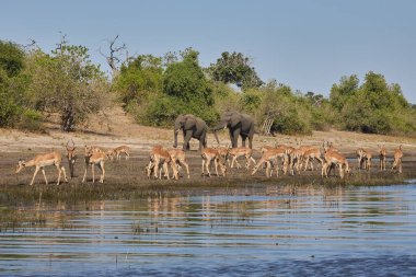 Witness the awe-inspiring beauty of elephants roaming freely in their natural habitat at Chobe National Park. This sanctuary is home to one of the largest elephant populations in Africa, where these gentle giants thrive amidst stunning landscapes
