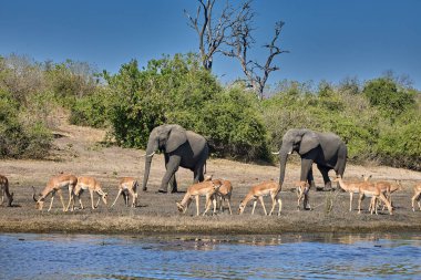 Witness the awe-inspiring beauty of elephants roaming freely in their natural habitat at Chobe National Park. This sanctuary is home to one of the largest elephant populations in Africa, where these gentle giants thrive amidst stunning landscapes