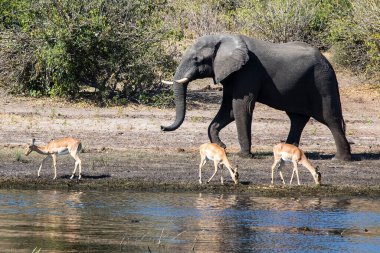 Witness the awe-inspiring beauty of elephants roaming freely in their natural habitat at Chobe National Park. This sanctuary is home to one of the largest elephant populations in Africa, where these gentle giants thrive amidst stunning landscapes