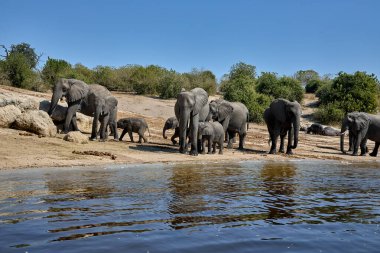 Witness the awe-inspiring beauty of elephants roaming freely in their natural habitat at Chobe National Park. This sanctuary is home to one of the largest elephant populations in Africa, where these gentle giants thrive amidst stunning landscapes
