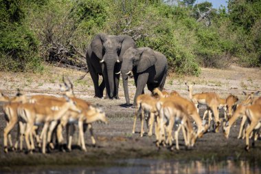 Witness the awe-inspiring beauty of elephants roaming freely in their natural habitat at Chobe National Park. This sanctuary is home to one of the largest elephant populations in Africa, where these gentle giants thrive amidst stunning landscapes