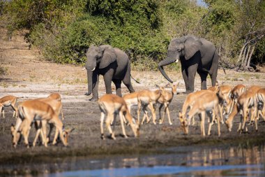 Witness the awe-inspiring beauty of elephants roaming freely in their natural habitat at Chobe National Park. This sanctuary is home to one of the largest elephant populations in Africa, where these gentle giants thrive amidst stunning landscapes