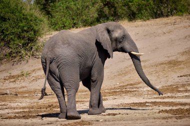 Witness the awe-inspiring beauty of elephants roaming freely in their natural habitat at Chobe National Park. This sanctuary is home to one of the largest elephant populations in Africa, where these gentle giants thrive amidst stunning landscapes