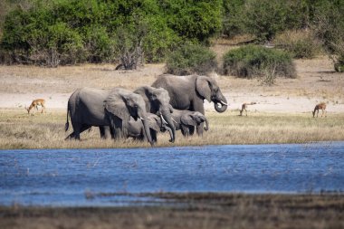 Witness the awe-inspiring beauty of elephants roaming freely in their natural habitat at Chobe National Park. This sanctuary is home to one of the largest elephant populations in Africa, where these gentle giants thrive amidst stunning landscapes