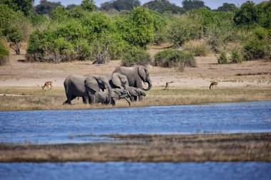 Witness the awe-inspiring beauty of elephants roaming freely in their natural habitat at Chobe National Park. This sanctuary is home to one of the largest elephant populations in Africa, where these gentle giants thrive amidst stunning landscapes