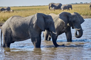 Witness the awe-inspiring beauty of elephants roaming freely in their natural habitat at Chobe National Park. This sanctuary is home to one of the largest elephant populations in Africa, where these gentle giants thrive amidst stunning landscapes