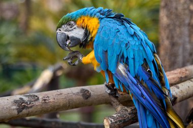 Çarpıcı mavi ve sarı makav sıcak gökyüzünün altında canlı renklerini gösteriyor. Her tüy Amazon güzelliği ve vahşi ruhunun hikayesini anlatır. Manu Ulusal Parkı-Peru