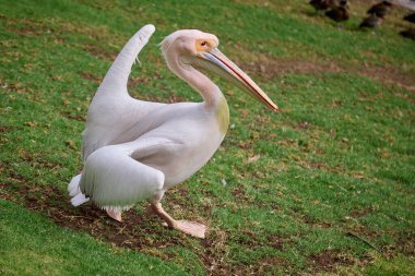 The white pelican (Pelecanus onocrotalus) is a large water bird known for its striking white plumage, long beak, and expansive wingspan. They are often found in lakes, rivers, and coastal waters, where they feed primarily on fish.
