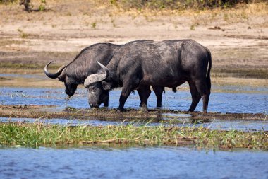 The African water buffalo, also known simply as the African buffalo or Cape buffalo, is one of the most formidable and powerful animals found on the continent. Known for its strength, resilience, and unpredictable nature