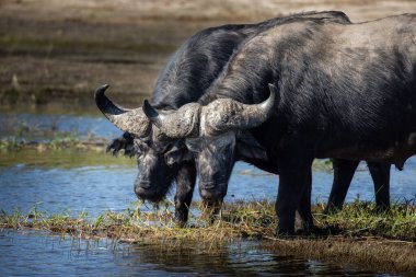 The African water buffalo, also known simply as the African buffalo or Cape buffalo, is one of the most formidable and powerful animals found on the continent. Known for its strength, resilience, and unpredictable nature
