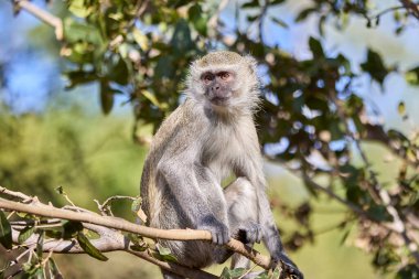 the mandrill is the largest of all monkeys and known for its vibrant and colorful appearance. Mandrills are native to the rainforests of Central Africa and are closely related to baboons and drills.