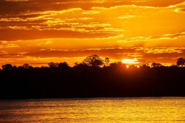 A sunset over the Zambezi River is a breathtaking sight. Imagine the sky painted in shades of orange, pink, and purple, reflecting off the smooth waters of the river. The sun hovers just above the horizon,  golden rays across the landscape