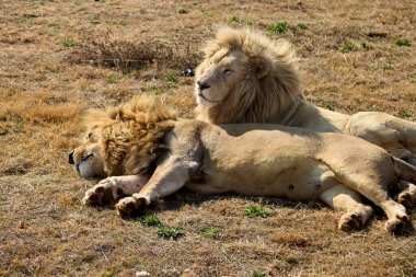 King of the wild The male lion stands tall, embodying strength, power, and regal grace. A true symbol of the savannah