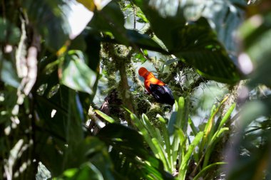 Bold, bright, and ready to dazzle. The Andean Cock-of-the-rock male puts on a show-stopping display, flaunting his vibrant orange plumage in the lush forests of Manu National Park. Peru