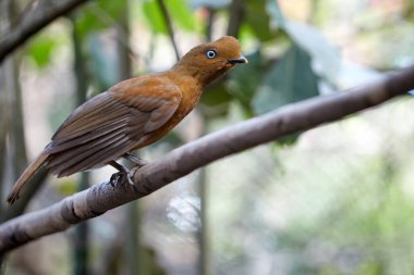Meet the dazzling diva of the forest. This striking female Cock of the Rock may not sport the flashy orange crest of her male counterpart, but her rich brown plumage and elegance are just as captivating.