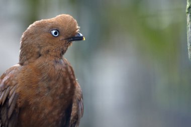 Meet the dazzling diva of the forest. This striking female Cock of the Rock may not sport the flashy orange crest of her male counterpart, but her rich brown plumage and elegance are just as captivating.