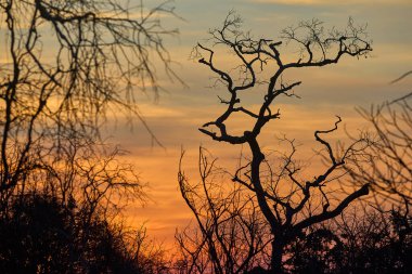 Sel basmış bir Afrika manzarası, nefes kesici bir gün batımının altın sarısı renkleriyle yıkandı. Bize hayatın zıtlıklarını hatırlatıyor. Sıkıntıdaki güzellik, kargaşa ortasındaki sükunet..