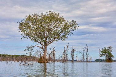Sel basmış bir Afrika manzarası, nefes kesici bir gün batımının altın sarısı renkleriyle yıkandı. Bize hayatın zıtlıklarını hatırlatıyor. Sıkıntıdaki güzellik, kargaşa ortasındaki sükunet..