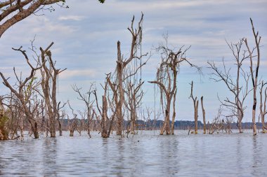 Sel basmış bir Afrika manzarası, nefes kesici bir gün batımının altın sarısı renkleriyle yıkandı. Bize hayatın zıtlıklarını hatırlatıyor. Sıkıntıdaki güzellik, kargaşa ortasındaki sükunet..