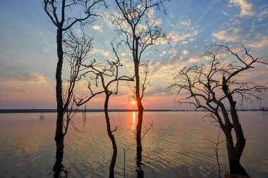 Sel basmış bir Afrika manzarası, nefes kesici bir gün batımının altın sarısı renkleriyle yıkandı. Bize hayatın zıtlıklarını hatırlatıyor. Sıkıntıdaki güzellik, kargaşa ortasındaki sükunet..