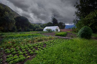 Cusco 'daki bu serada, çiftçiler yüksek irtifada taze ve sürdürülebilir ürünler yetiştirmek için geleneksel tarım bilgeliğini modern tekniklerle harmanlıyorlar. Dayanıklılık ve adaptasyon için bir vasiyet..