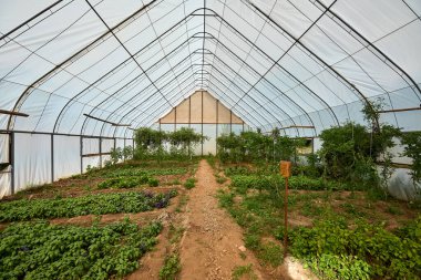 Cusco 'daki bu serada, çiftçiler yüksek irtifada taze ve sürdürülebilir ürünler yetiştirmek için geleneksel tarım bilgeliğini modern tekniklerle harmanlıyorlar. Dayanıklılık ve adaptasyon için bir vasiyet..