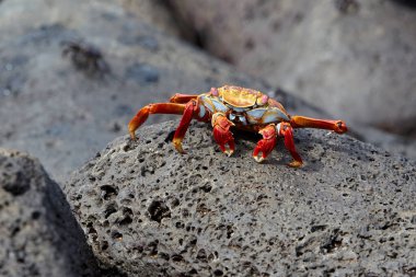 Sally Lightfoot yengeci, Galapagos Adaları 'na özgü canlı ve çevik bir kabuklu deniz hayvanıdır. Parlak kırmızı ile turuncu ve mavi arasında değişen çarpıcı renkleriyle bilinen bu yengeç, takımadanın kayalık kıyıları boyunca yaygın bir görüntüdür.