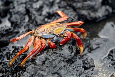 Sally Lightfoot yengeci, Galapagos Adaları 'na özgü canlı ve çevik bir kabuklu deniz hayvanıdır. Parlak kırmızı ile turuncu ve mavi arasında değişen çarpıcı renkleriyle bilinen bu yengeç, takımadanın kayalık kıyıları boyunca yaygın bir görüntüdür.