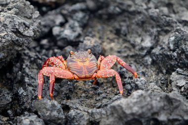 Sally Lightfoot yengeci, Galapagos Adaları 'na özgü canlı ve çevik bir kabuklu deniz hayvanıdır. Parlak kırmızı ile turuncu ve mavi arasında değişen çarpıcı renkleriyle bilinen bu yengeç, takımadanın kayalık kıyıları boyunca yaygın bir görüntüdür.