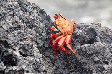 Sally Lightfoot yengeci, Galapagos Adaları 'na özgü canlı ve çevik bir kabuklu deniz hayvanıdır. Parlak kırmızı ile turuncu ve mavi arasında değişen çarpıcı renkleriyle bilinen bu yengeç, takımadanın kayalık kıyıları boyunca yaygın bir görüntüdür.