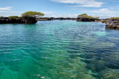 Las Tintoreras, Galapagos 'ta Isabela Adası yakınlarında bulunan küçük bir adacık grubudur. Bu bölgeye 