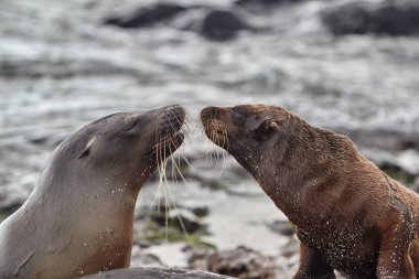 Galapagos deniz aslanları Galapagos Adaları 'nın en oyuncu ve karizmatik sakinleri arasındadır. Bu çam kozalakları plajlarda uzanır, kayalık kıyılarda güneşlenir ya da suda yüzer ve oynaşırken bulunabilir.. 