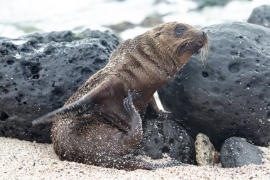 Galapagos deniz aslanları Galapagos Adaları 'nın en oyuncu ve karizmatik sakinleri arasındadır. Bu çam kozalakları plajlarda uzanır, kayalık kıyılarda güneşlenir ya da suda yüzer ve oynaşırken bulunabilir.. 