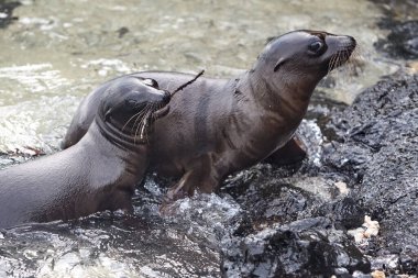 Galapagos deniz aslanları Galapagos Adaları 'nın en oyuncu ve karizmatik sakinleri arasındadır. Bu çam kozalakları plajlarda uzanır, kayalık kıyılarda güneşlenir ya da suda yüzer ve oynaşırken bulunabilir.. 