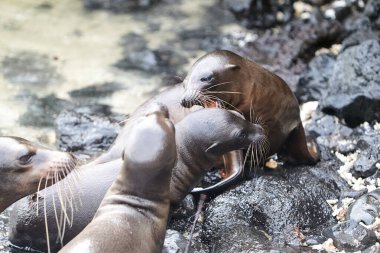 Galapagos deniz aslanları Galapagos Adaları 'nın en oyuncu ve karizmatik sakinleri arasındadır. Bu çam kozalakları plajlarda uzanır, kayalık kıyılarda güneşlenir ya da suda yüzer ve oynaşırken bulunabilir.. 