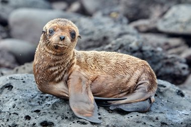 Galapagos deniz aslanları Galapagos Adaları 'nın en oyuncu ve karizmatik sakinleri arasındadır. Bu çam kozalakları plajlarda uzanır, kayalık kıyılarda güneşlenir ya da suda yüzer ve oynaşırken bulunabilir.. 